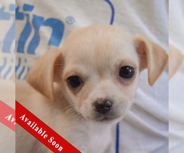 Medium Photo #1 Chiweenie Puppy For Sale in Huntley, IL, USA