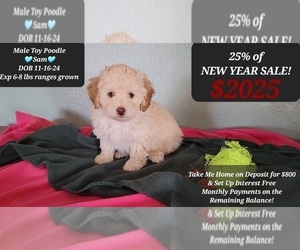 Poodle (Toy) Puppy for sale in TUCSON, AZ, USA