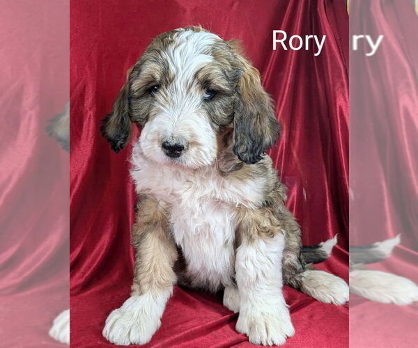 Medium Photo #24 Bernedoodle Puppy For Sale in CANON CITY, CO, USA