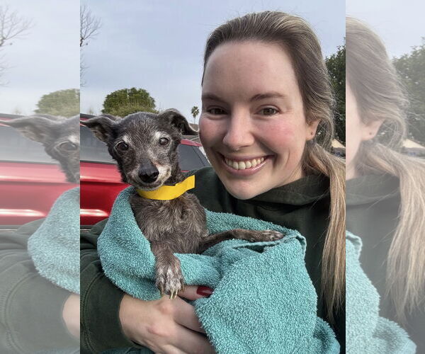 Medium Photo #3 Chihuahua-Unknown Mix Puppy For Sale in Newport Beach, CA, USA