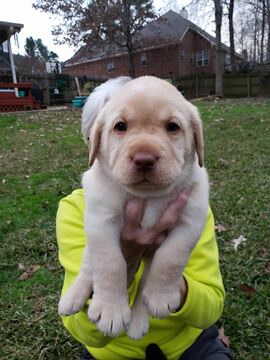 Medium Photo #2 Labrador Retriever Puppy For Sale in EVANS, GA, USA