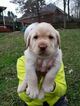 Small Photo #2 Labrador Retriever Puppy For Sale in EVANS, GA, USA