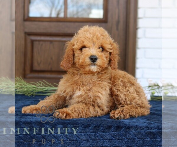 Medium Photo #3 Goldendoodle (Miniature) Puppy For Sale in NARVON, PA, USA