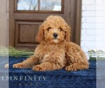 Small #2 Goldendoodle (Miniature)