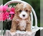 Small #3 Cavapoo