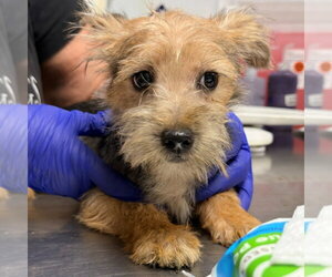 Mutt Dogs for adoption in Lawrenceville, NJ, USA