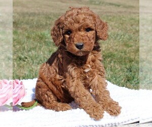 Goldendoodle-Poodle (Miniature) Mix Puppy for sale in EPHRATA, PA, USA
