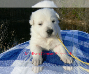 German Shepherd Dog Puppy for Sale in PIEDMONT, Missouri USA