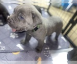 Puppy King Von Cane Corso