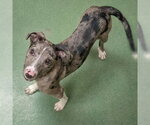 Small #3 Catahoula Leopard Dog Mix