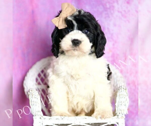 Medium Photo #6 Cavapoo (Miniature) Puppy For Sale in WARSAW, IN, USA