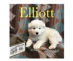 Image preview for Ad Listing. Nickname: Litter of 8