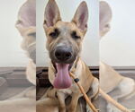Small #11 German Shepherd Dog Mix