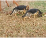 Small #9 German Shepherd Dog