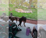Small #7 Doberman Pinscher