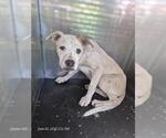 Small American Staffordshire Terrier