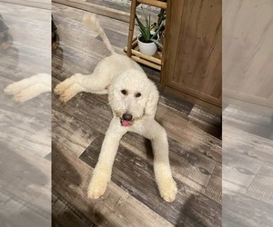 Goldendoodle Dogs for adoption in Westwood, NJ, USA