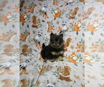 Small #3 Pomeranian