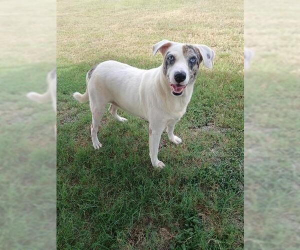 Medium Photo #2 Mutt Puppy For Sale in Corpus Christi, TX, USA