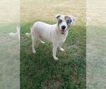 Small #1 Mutt