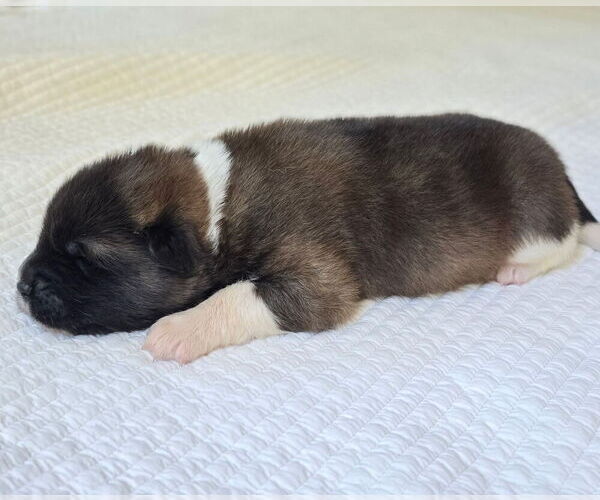 Medium Photo #3 Akita Puppy For Sale in STRAFFORD, MO, USA