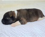 Small #2 Akita