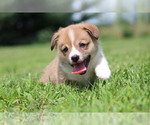 Small #3 Pembroke Welsh Corgi