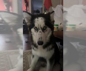 Huskies -Unknown Mix Dogs for adoption in San Antonio, TX, USA