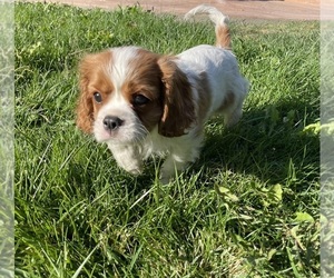Cavalier King Charles Spaniel Puppy for sale in CONCORD, CA, USA