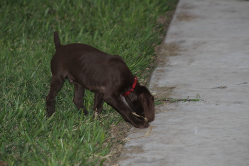Medium Photo #1 German Shorthaired Pointer Puppy For Sale in MERCEDES, TX, USA