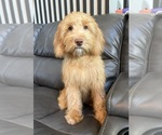 Small #1 Goldendoodle