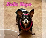 Small Photo #40 Dachshund-Unknown Mix Puppy For Sale in San Antonio, TX, USA