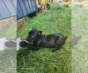 Cane Corso Puppy for sale in OSSEO, WI, USA