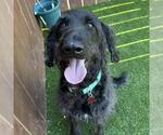 Small #1 Miniature Labradoodle