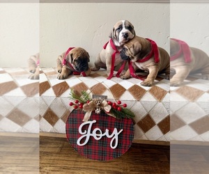 Boerboel Puppy for sale in COMMERCE, TX, USA