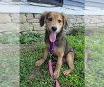 Small #2 Coonhound-Golden Retriever Mix