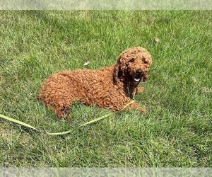 Father of the Cavapoo puppies born on 03/01/2024