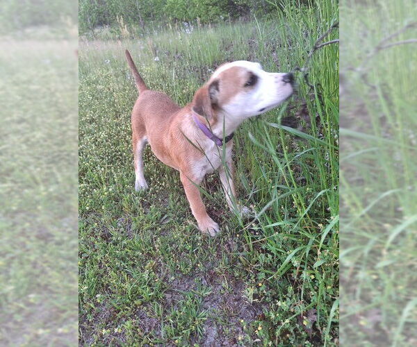 Medium Photo #2 Bulldog-Unknown Mix Puppy For Sale in Tarrytown, GA, USA