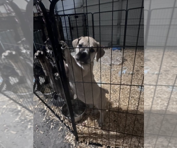 Medium Photo #2 Cane Corso-Mastiff Mix Puppy For Sale in NEW CANEY, TX, USA