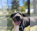 Small #1 Rottweiler Mix