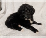 Small Photo #3 Aussiedoodle Puppy For Sale in SPENCER, TN, USA