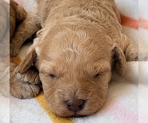 Medium Cavapoo (Miniature)