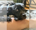 Small #8 American Staffordshire Terrier