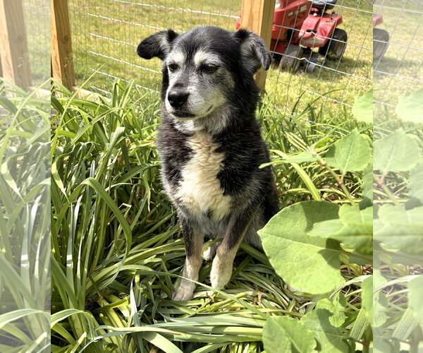 Medium Photo #3 Border Collie-Unknown Mix Puppy For Sale in Newfoundland, PA, USA