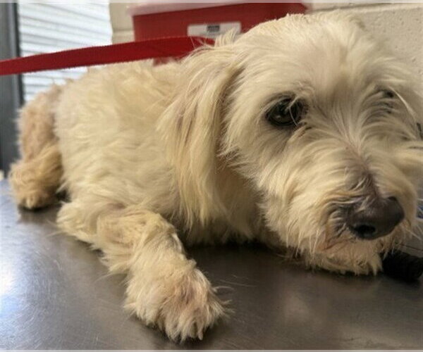Medium Photo #1 Maltese Puppy For Sale in San Bernardino, CA, USA