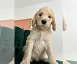 Small Photo #3 Goldendoodle Puppy For Sale in BAKERSFIELD, CA, USA