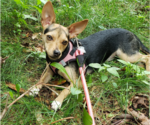 Small Chihuahua Mix