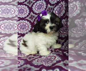 Zuchon Puppy for sale in LANCASTER, PA, USA