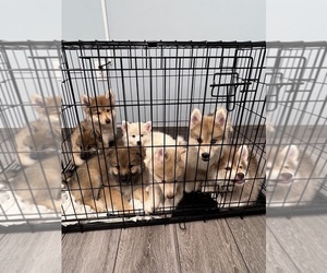 Pomsky Litter for sale in NAPLES, FL, USA