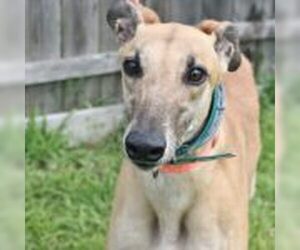 Greyhound Dogs for adoption in Grandville, MI, USA